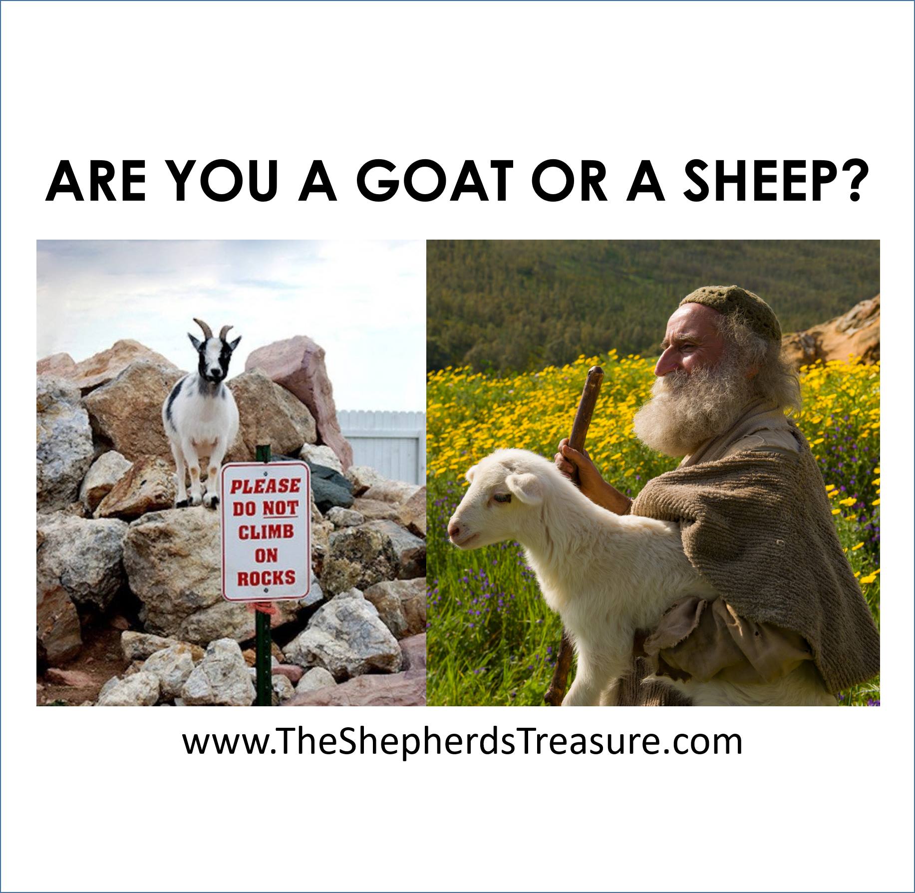 Are you a Goat or a Sheep?